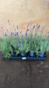 Tray of 10 Old English Lavender