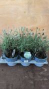 Tray of 6 white Lavender