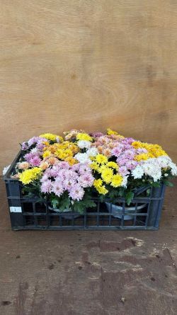 Garden Sale - Plants, Furniture, Tools, etc.