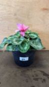 Winter flowering light pink Cyclamen
