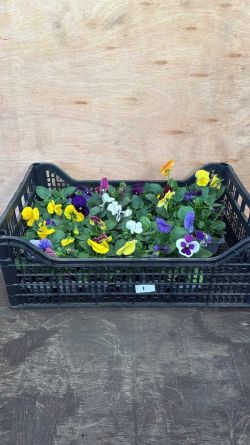 Weekly Auction of Plants & Outside Effects