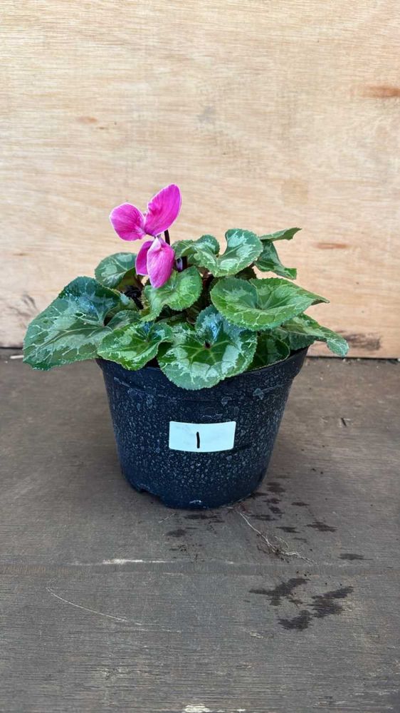 Weekly Auction of Plants & Outside Effects