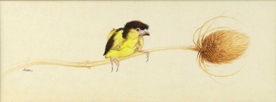 David Cook (British, b.1940) - Canary Chick on Teasle, gouache on paper, signed ' D Cook' in