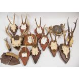 Bananenkiste voll Geweihe, verschiedenen Arten, auf Holzplatte, sowie jagdlicher Aschenbecher und