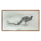 SANDRA BAXTER. PEACOCK.