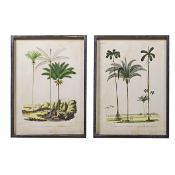 PAIR OF BOTANICAL PALM TREE PRINTS FRAMED AND GLAZED.