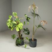 SWISS CHEESE PLANT AND ANOTHER DIFFERING.