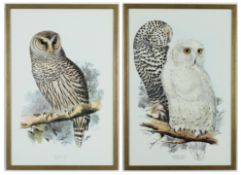AFTER EDWARD LEAR. A PAIR OF OWLS (2).