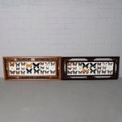 BUTTERFLY DISPLAYS (2).