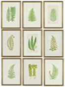 EJ LOWE. A SET OF NINE 19TH CENTURY FERNS.
