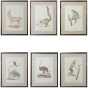 NATURAL HISTORY PRINTS (6).