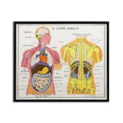 THE HUMAN BODY.
