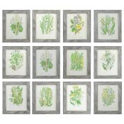 ANNE PRATT (1806-1893) BOTANICAL STUDIES