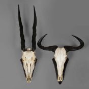 ELAND AND WATER BUFFALO TROPHIES (2)