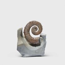 SPINY AMMONITE SPECIMEN