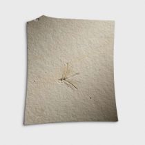 FOSSIL DRAGONFLY