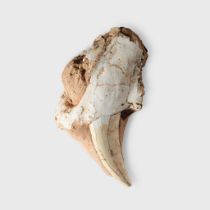 SABRE-TOOTH CAT CANINE