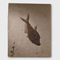 LARGE FOSSILISED FISH SPECIMEN, DIPLOMYSTUS DENTATUS