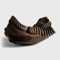 STEGODON JAW