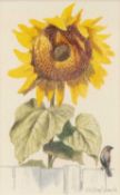 Clifford Bayly (1927-2022), Sunflower, watercolour and pencil, signed, an original illustration