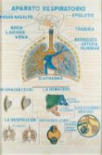 Two Posters, one titled 'Aparato Respiratorio' and the other 'Nuestra America', photolithographic,