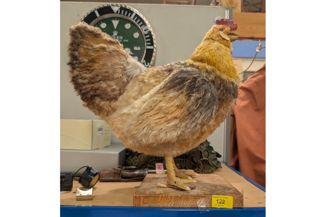 An unusual mid 20th century Chicken automaton (in need of attention)
