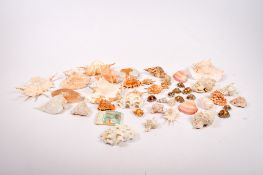 A large collection of sea shells. Of various sizes and types, including a conch shell.