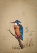 Charles Shaw (20th century), watercolour of a kingfisher. Signed and dated 1923. 36.