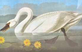 After Robert Havell (1769-1832) - Common American Swan print.