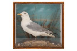 Taxidermy - late 19th century Herring gul (Larus argentatus),