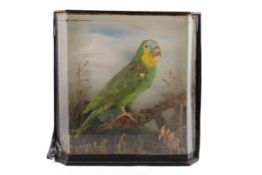 Taxidermy - Orange-winged Amazon green parrot (Amazona amazonica), cased.