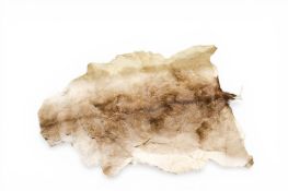 Taxidermy - a Reindeer fur skin rug.