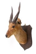 Taxidermy - A Bushbuck antelope head (Tragelaphus scriptus). Mounted on a wooden shield.