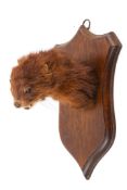 Taxidermy - A taxidermy American mink (Neogale vison) head mounted on a wooden shield.