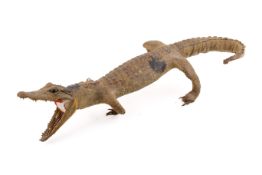 Taxidermy - young crocodile / alligator. Early 20th century with glass marbles for eyes.