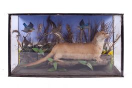 Taxidermy - An early 20th century taxidermy otter (Lutra lutra).