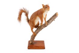Taxidermy - red squirrel (Sciurus vulgaris), on a branch.