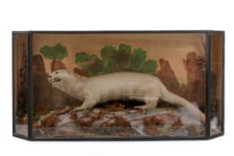 Taxidermy - An early 20th century white mink (Neovison vison), cased.