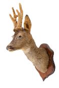 Taxidermy - A taxidermy roe deer (Capreolus pygargus) head, mounted on a wooden shield.