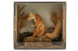 Taxidermy - A late 19th century taxidermy red squirrel (Sciurus vulgaris), cased.