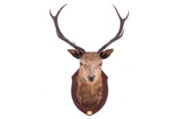 Taxidermy - A taxidermy Red Deer (Cervus elaphus) stag's head mounted on a wood shield.