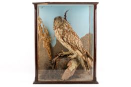 Taxidermy - A late 19th/early 20th century Short-earred owl (Asio Flammeus).