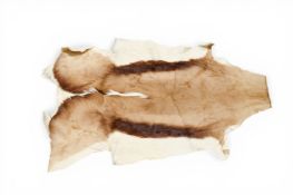 Taxidermy - Springbox fur skin rug.