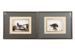 Two miniature dioramas of a Pheasant and a Golden Eagle in naturalistic environment.