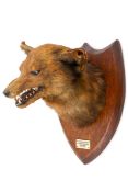 Taxidermy - Fox (vulpes vulpes) head, mounted on a wooden shield, dated 1935.