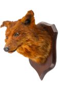 Taxidermy - A late 19th/early 20th century taxidermy Fox (vulpes vulpes) head.