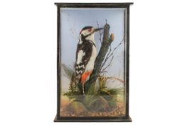 Taxidermy - Great Spotted woodpecker (Dendrocopus major), cased.
