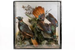Taxidrmy - A late 19th/early 20th century cased taxidermy pair of Himalayan Monal Pheasants