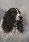 Oil on board, Springer Spaniel.