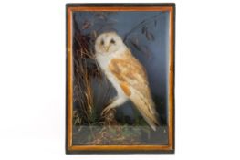 Taxidermy - An early 20th century taxidermy Barn Owl (Tyto alba), cased.